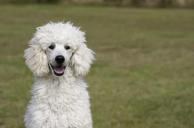 Poodles are amongst the most intelligent breed of dogs and are great at canine sports.