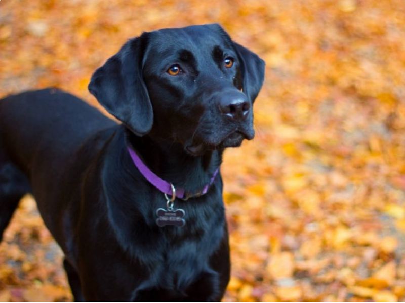 Female dog names can be tough and strong too.