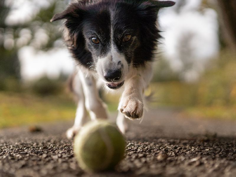 There are plenty of good male dog names that mean tough or strong.)