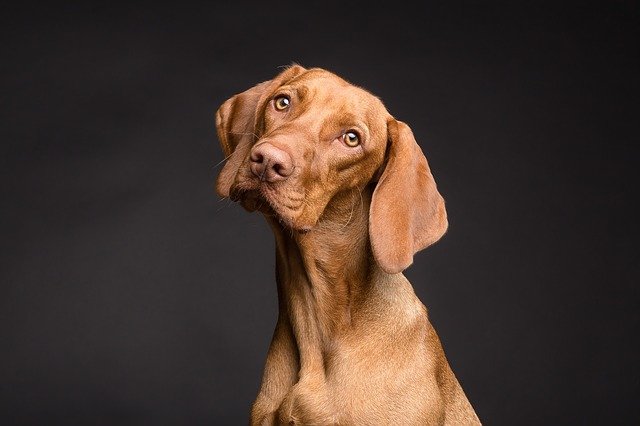 Pick a Hawaiian name for your male dog.