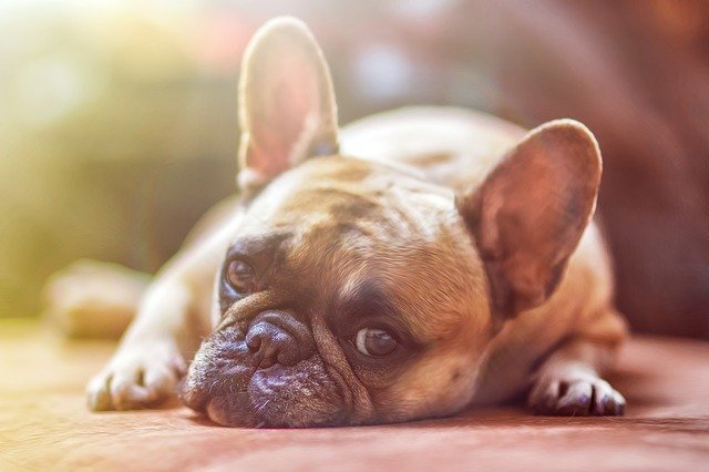 A Hawaiian name will be perfect for your pet.