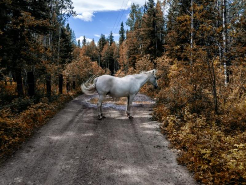 White horses are rare, so people prefer unique names to name them.