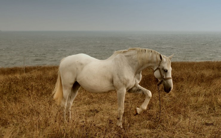 White horses often linked to the moon in mythology.