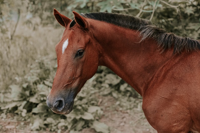 A horse is a symbol of power and strength.