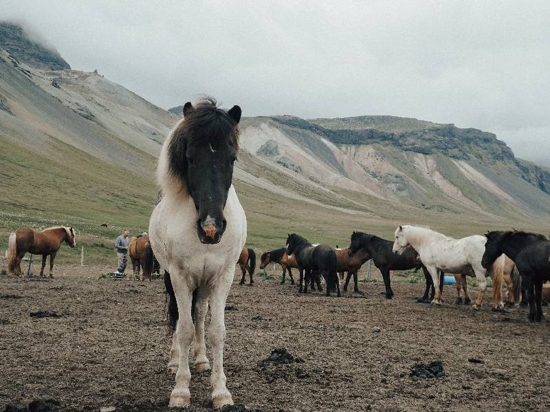 Choose a name for your horse that suits it the best.