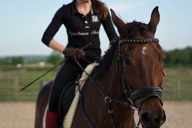 Your horse can be a true companion for many years.