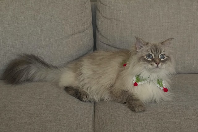 Christmas is the best time to enjoy with your close ones and your cat.