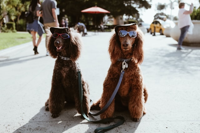 Celtic dog names inspired by pop culture could be just what you need.
