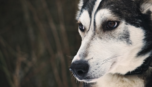 Tough male dogs make for the best guards.