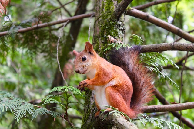 Select the cutest name for your male squirrel.
