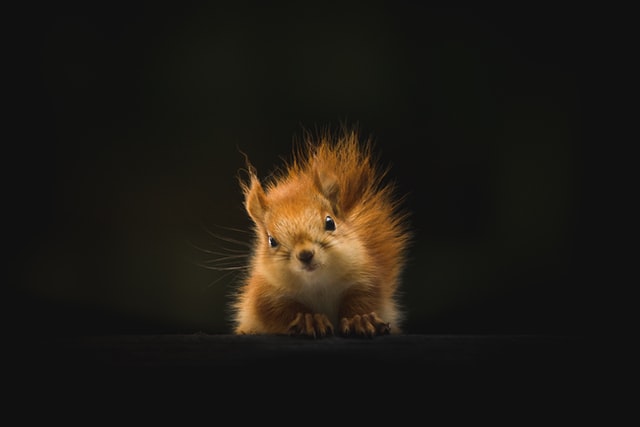 Your little pet deserves a super adorable name.