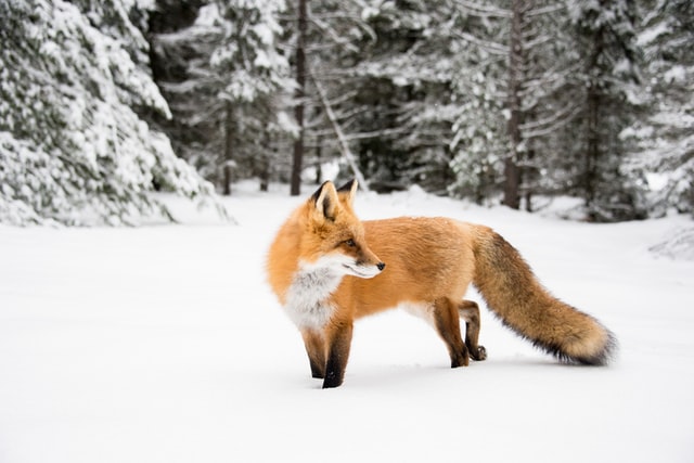 Kitsune is the name of a shape-shifting creature from mythology.