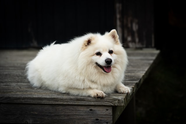 Find the perfect Greek dog name here.