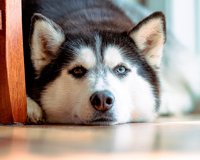 Huskies are so sweet and loyal but they need a lot of exercise.