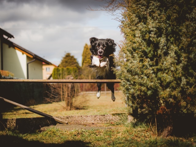 Dogs are adorable and brilliant companions.