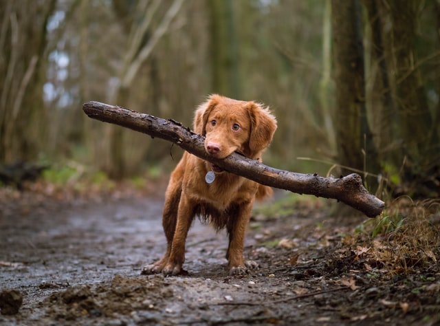 There are a lot of strong dog names starting with the letter B.