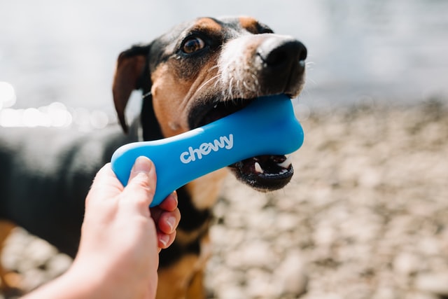 Consider creative dog names starting with C for your dog.