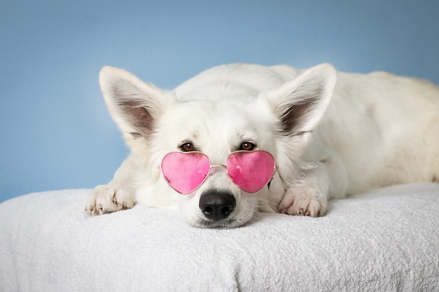 Dressing up your pets is another funny way to interact with your animals.