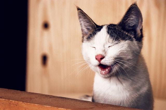 Chinese names for pets are usually short and sweet.