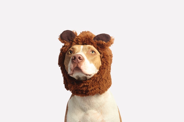Animals can just be hilarious sometimes.
