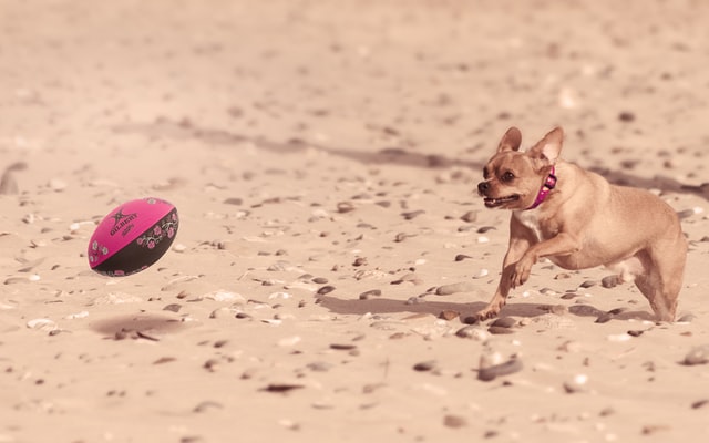 We love our silly furry friends, and we love our list of unique names of dogs.