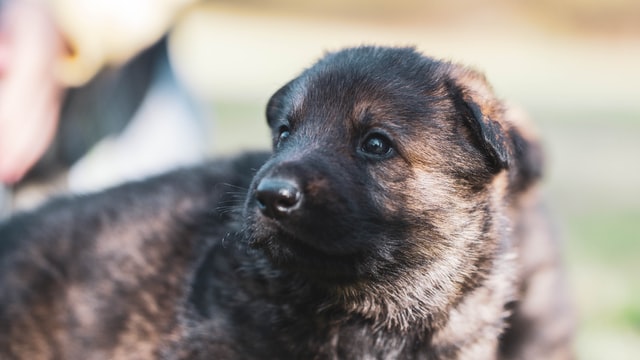 Viking names will suit your new pup.