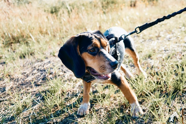 Find badass girl names for dogs here.