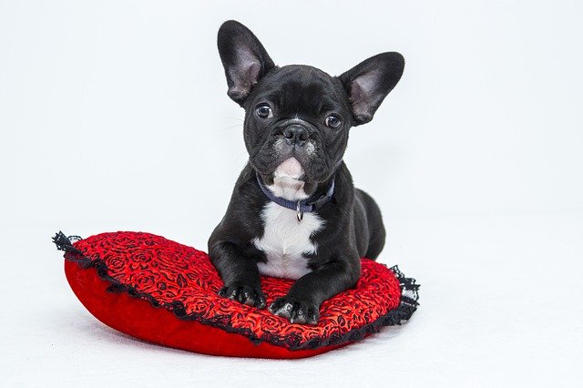 Grumpy-looking black Bulldog puppy.