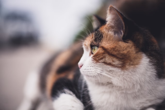 Find royal names for a female calico cat here.