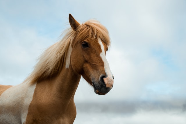 Why not pick a funny horse name?