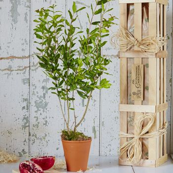 Pomegranate ‘The Tree Of Love’ Gift