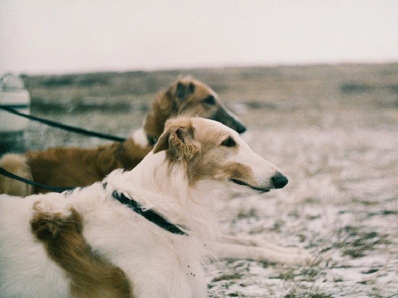 Maybe a funny name will be perfect for your dog.