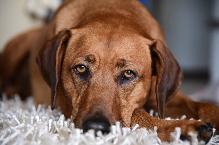 Though chocolate and dogs don't usually mix, we love these name ideas.