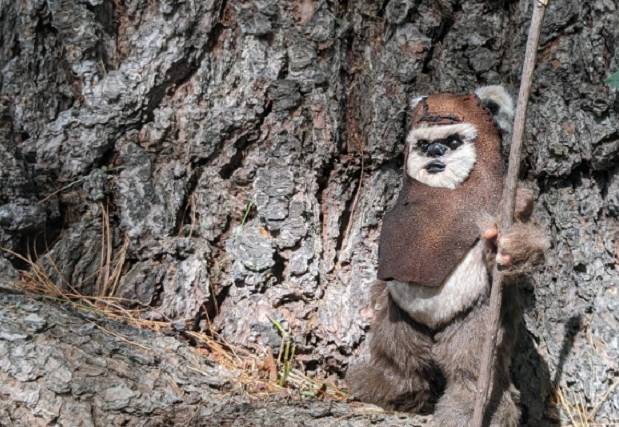 The Ewoks from the 'Star Wars' universe are probably the most well known species from the series, they're just so cute and funny.