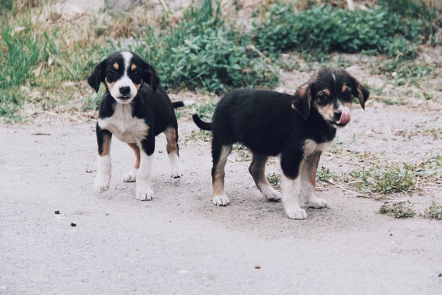 bernese mountain dog names
