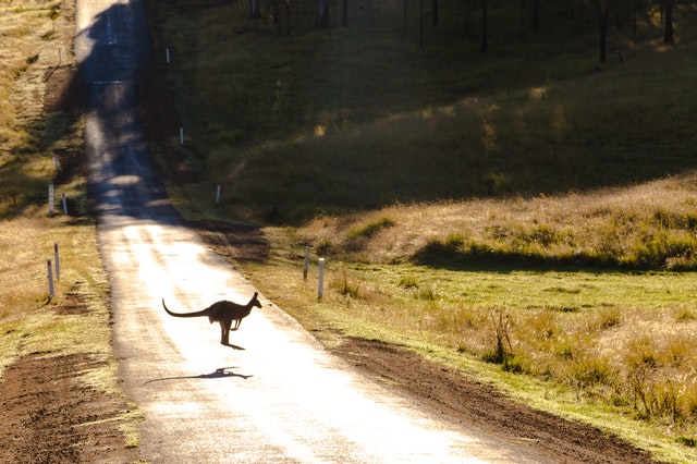 Male red kangaroo can truly be your eternal love if you take care in your approach to them.