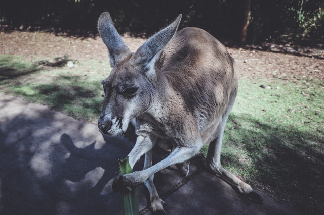 Baby kangaroos are cute and should have funny names.