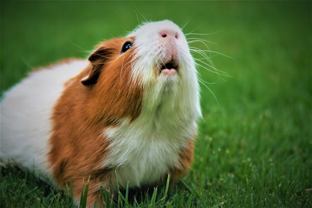 Guinea pigs are very affectionate animals.