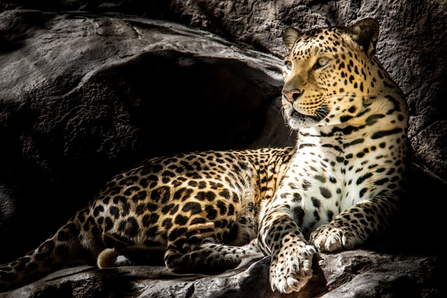 The word leopard comes from the French term liepart, which means "lion".