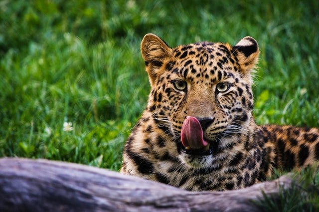 Choose a creative, fun, sassy name for your leopard.