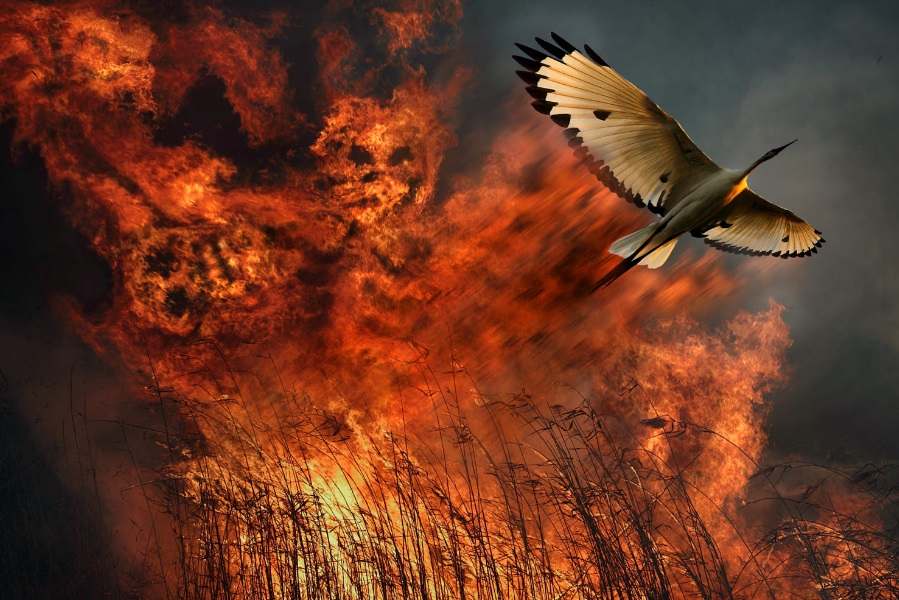 The phoenix represents resurrection.