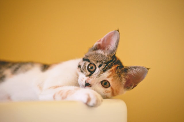 Finding the best names for a cat can be difficult, these cool cat names should help.
