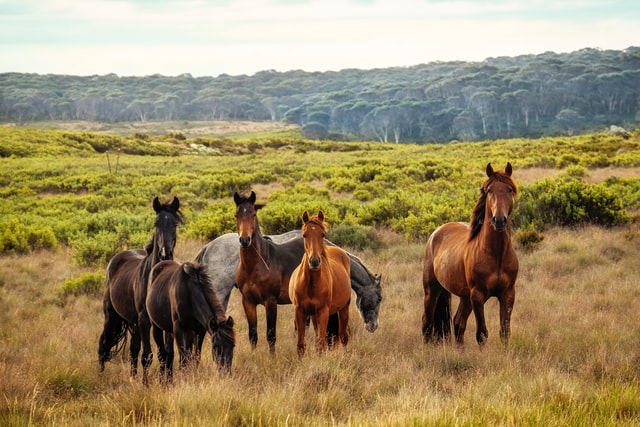 Picking your new horses name doesn't have to be hard with our comprehensive lists.