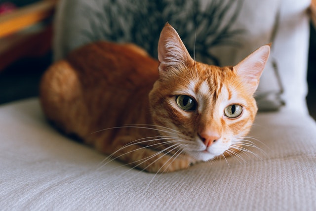 100+ Best Orange Names For Your Cat by Kidadl