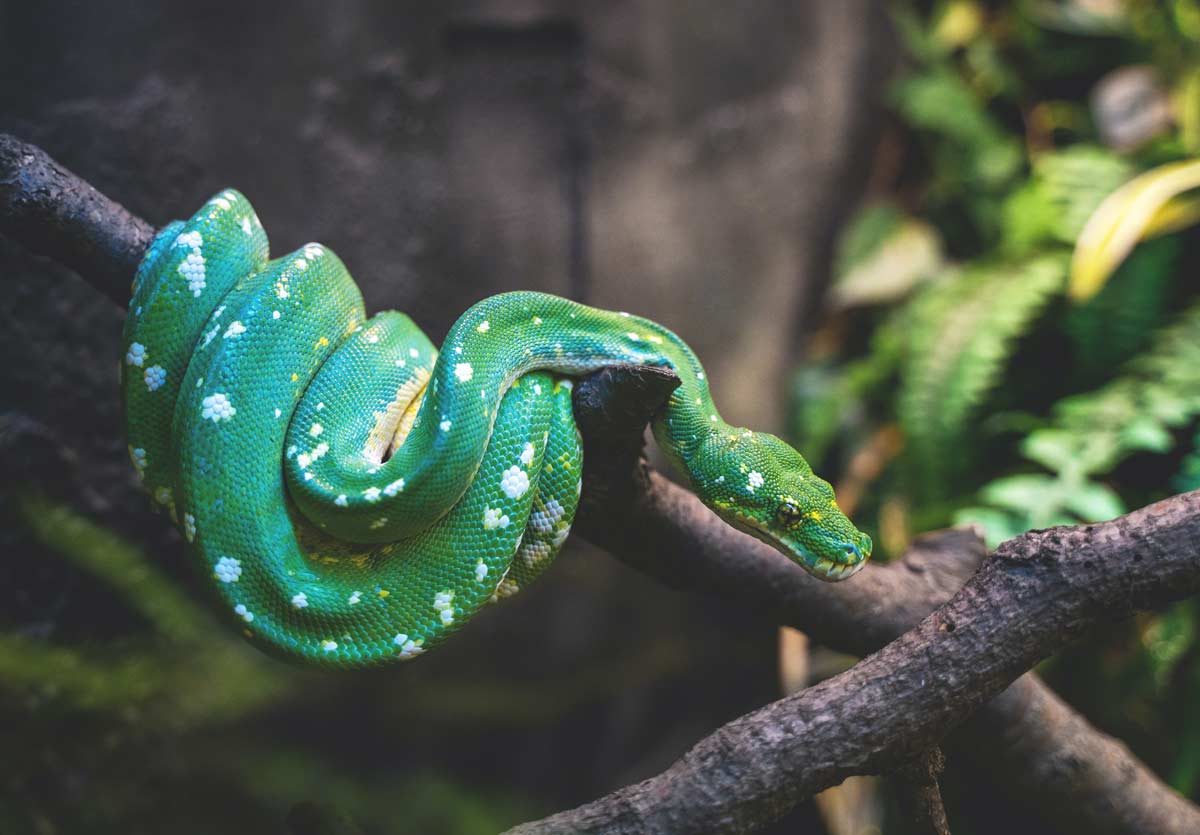 Snake names are really cool