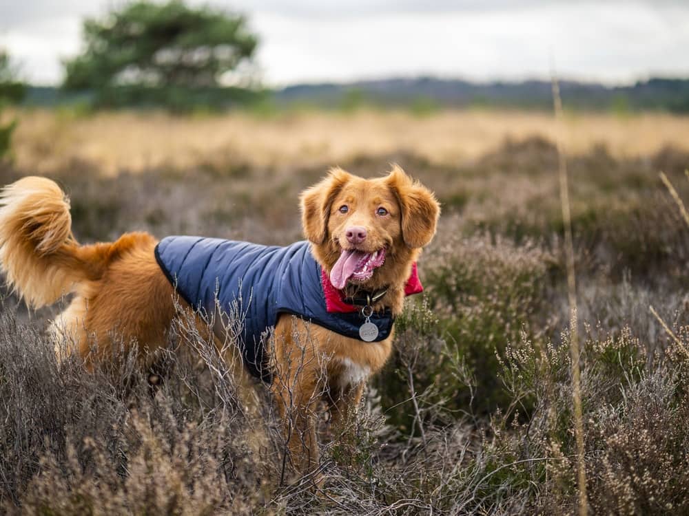 We think we've found the best and most badass dog names in the world