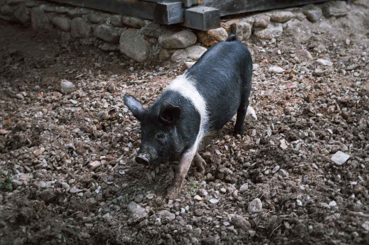 Piglets are so cute