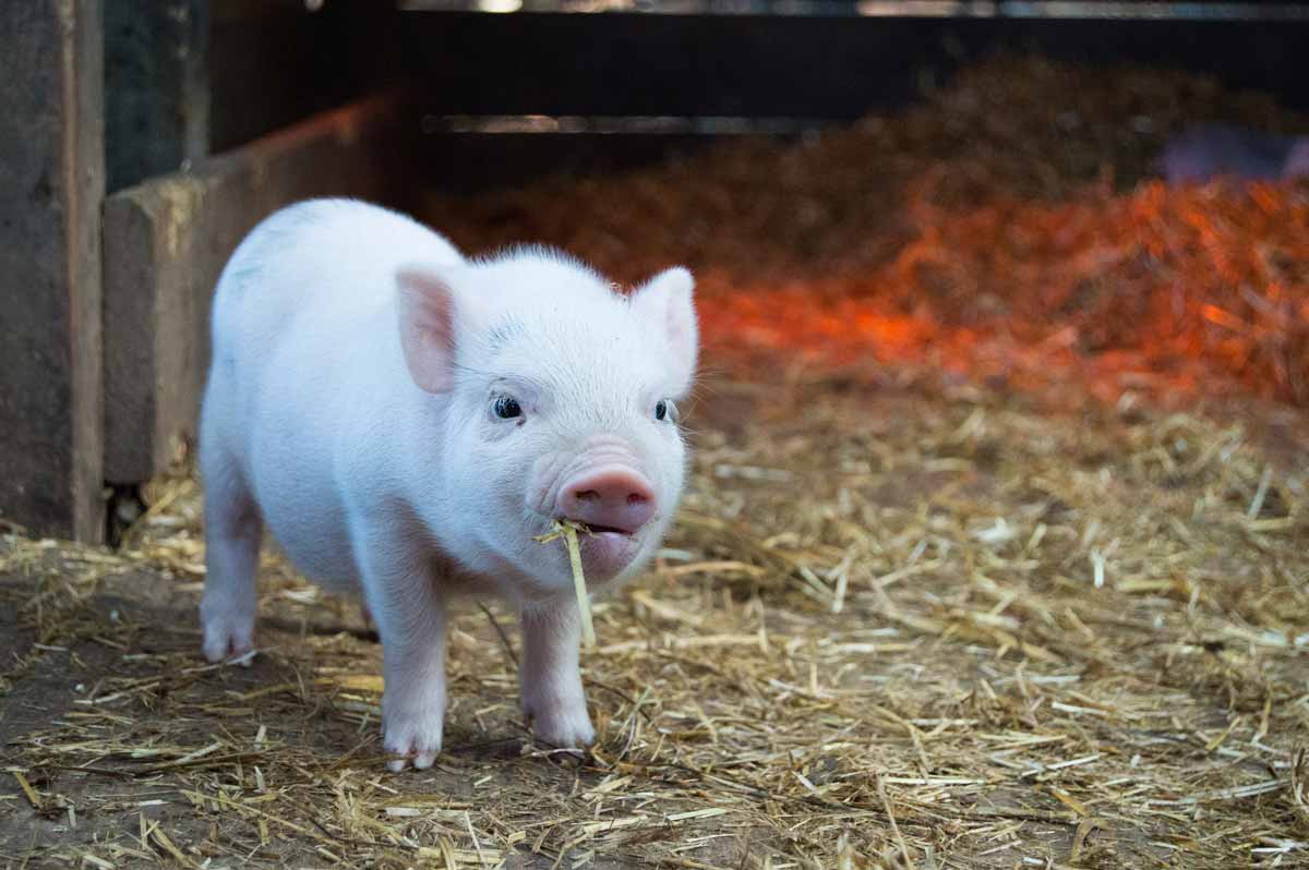 Find the cutest pig names