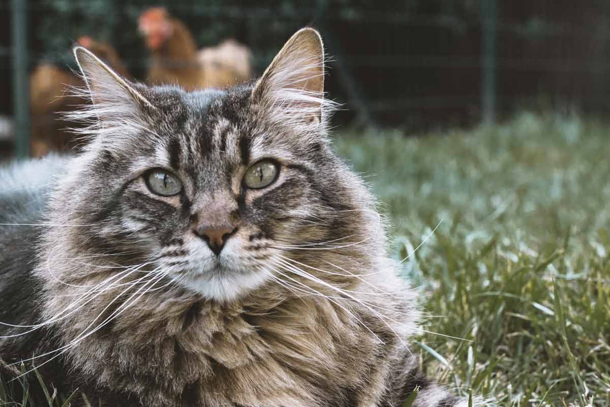 Why not name your cat something that means tiger?