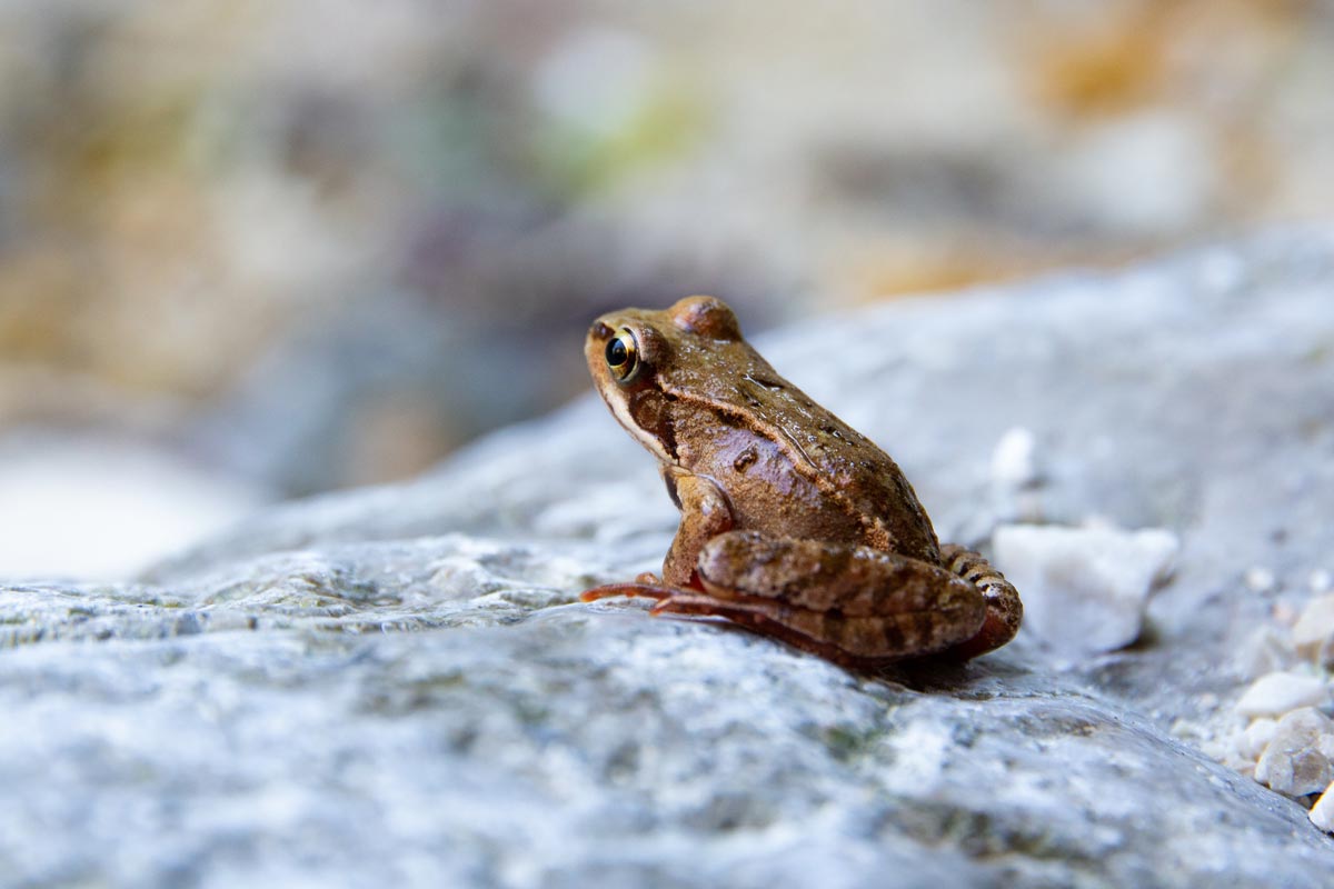 Grungs are a frog species in Dungeons and Dragons